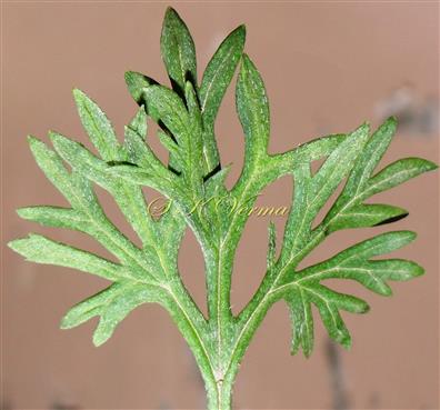  Leaf (Adaxial View)